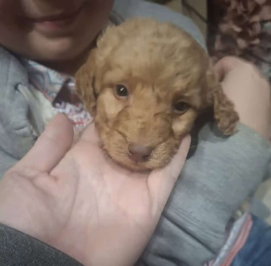 Labradoodle Puppies image 1