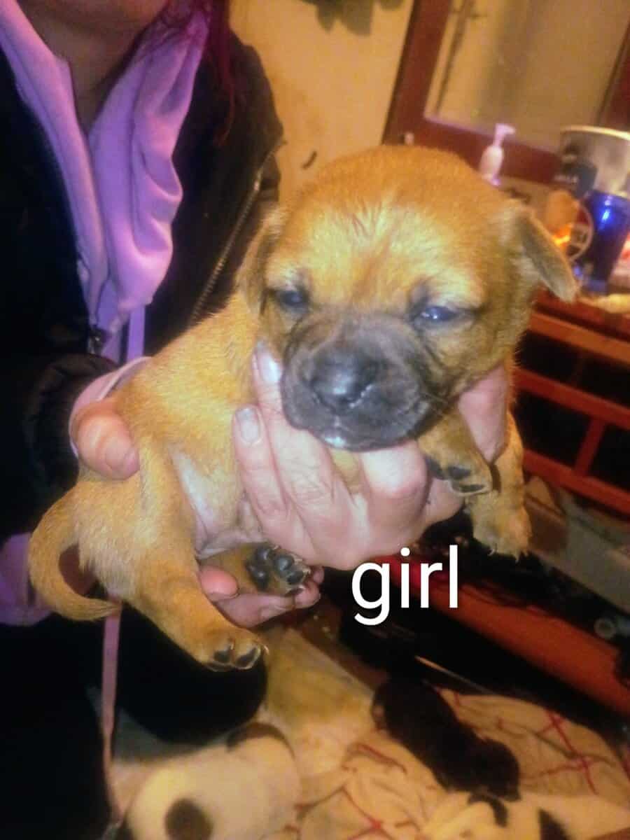 CHIWIENNIE PUPPIES READY FOR A GOOD HOME image 10