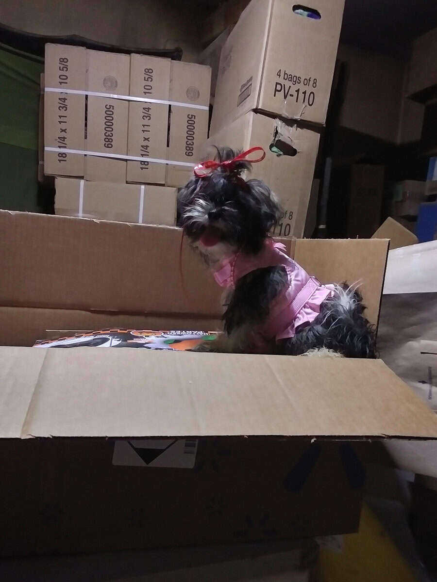 ShihTzu image 1