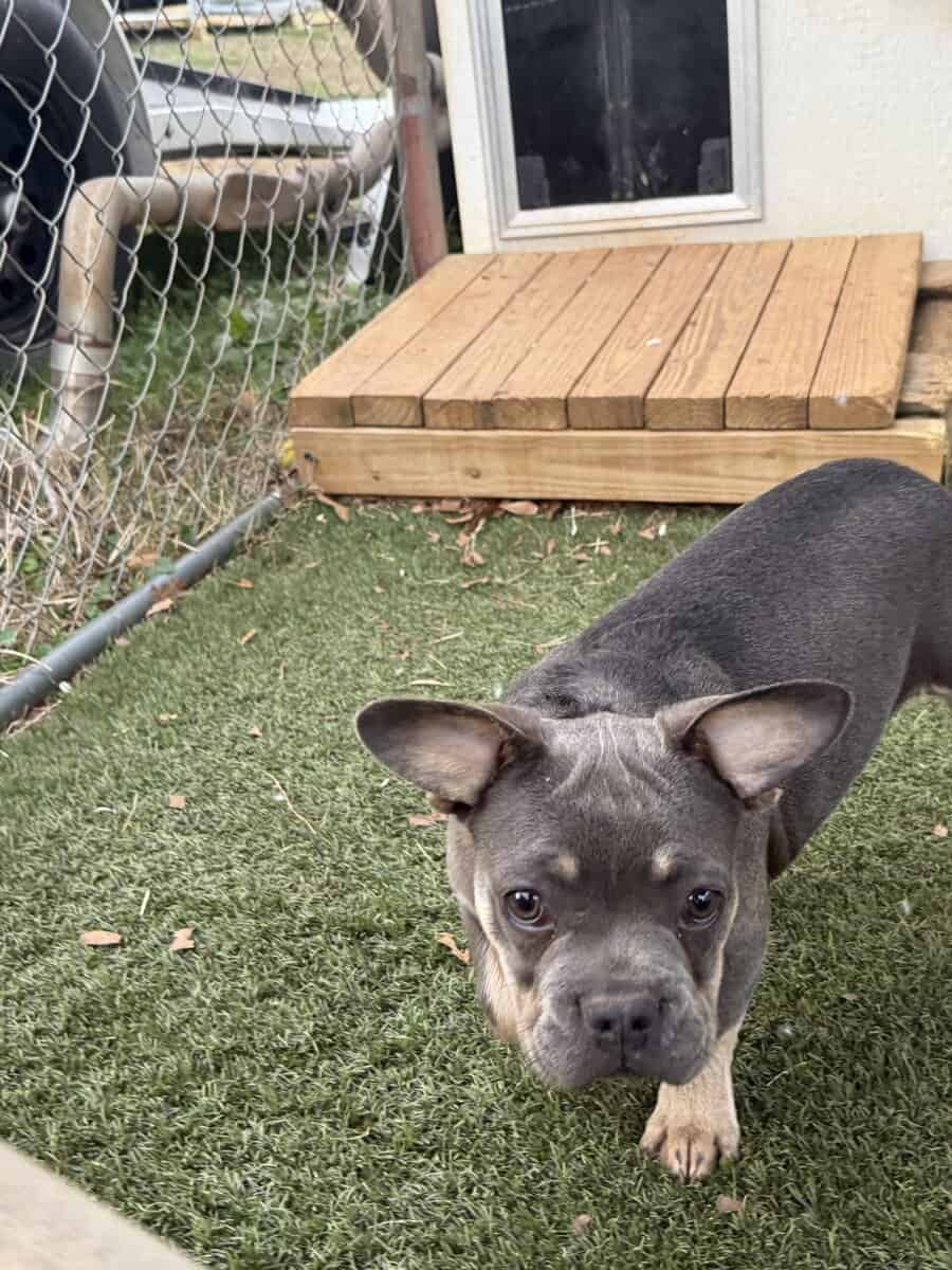 French bulldog puppy Purple image 1