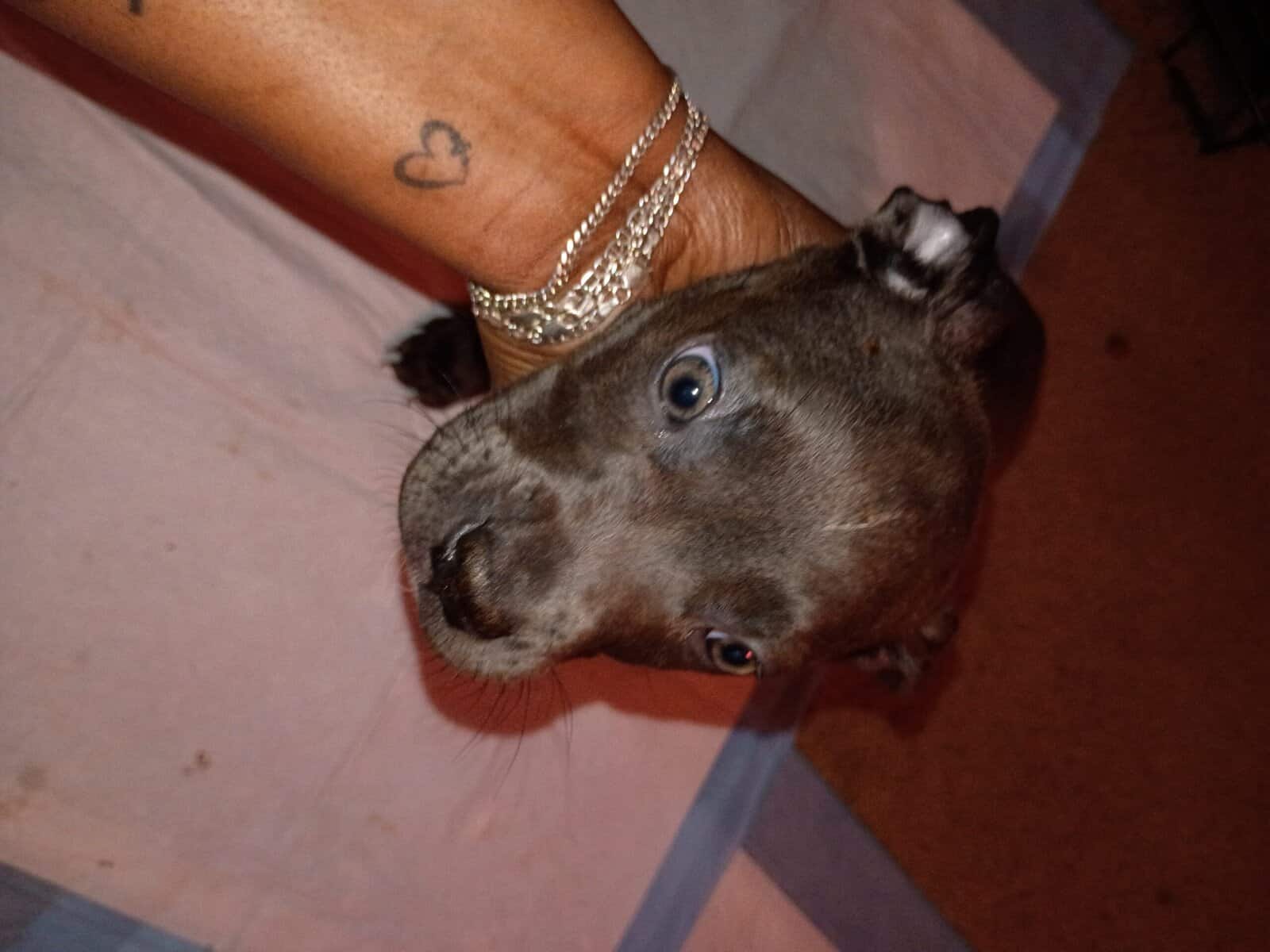 Female Blue Brindle Pitbull Puppy image 4