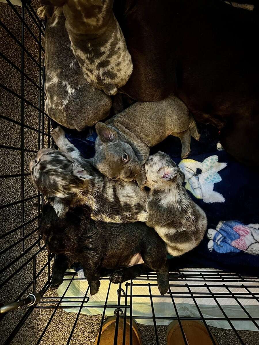 French Bulldog Puppies image 3