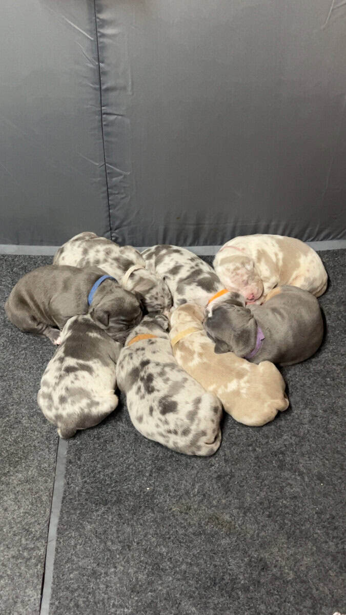 American Bully Puppies For Sale image 1