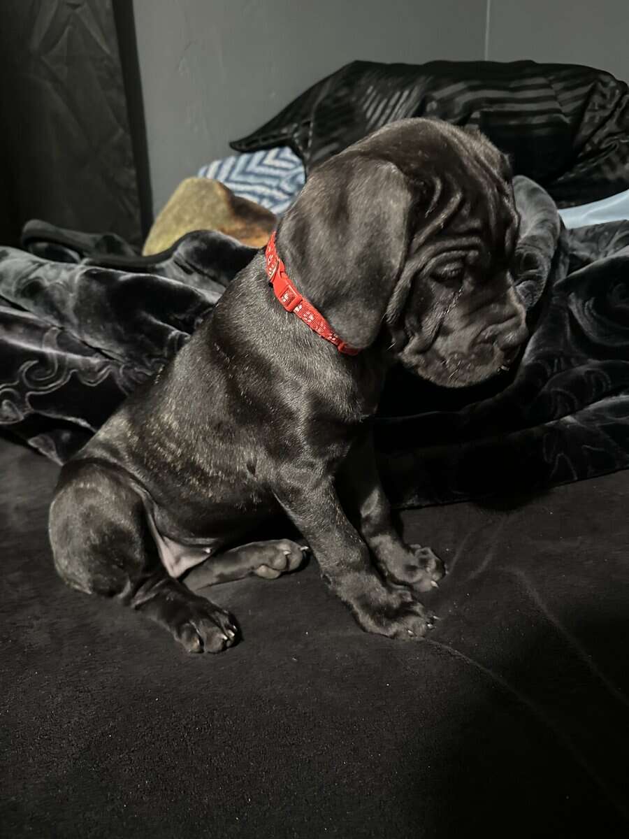 Cane Corso image 2