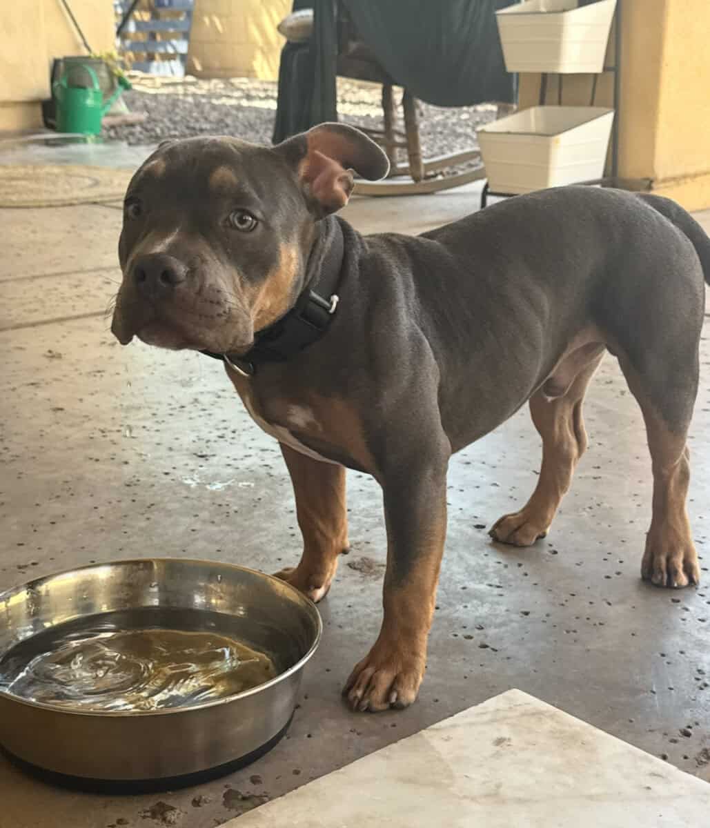 Pocket Bully for sale image 9