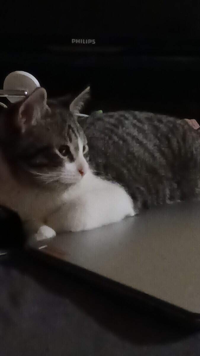 Selling 4 month old cat image 4
