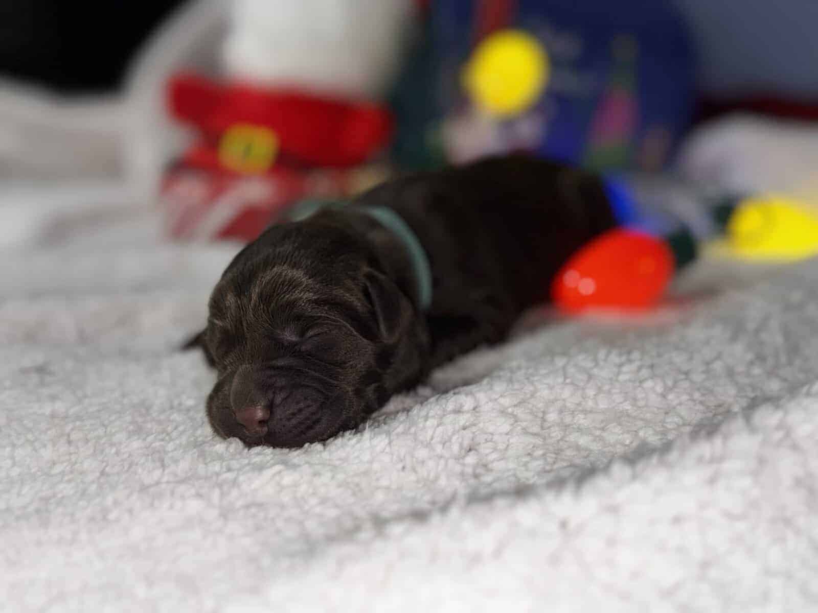 Akc Champion Bloodline Labrador Retrievers image 16