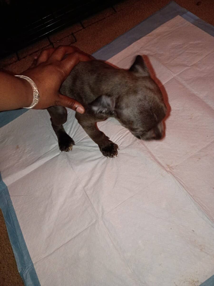 Female Blue Brindle Pitbull Puppy image 3