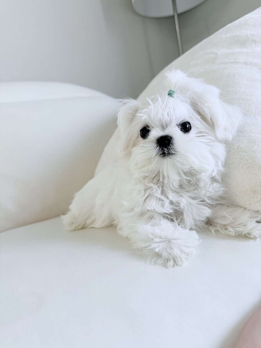 Mini Maltese , baby face image 2