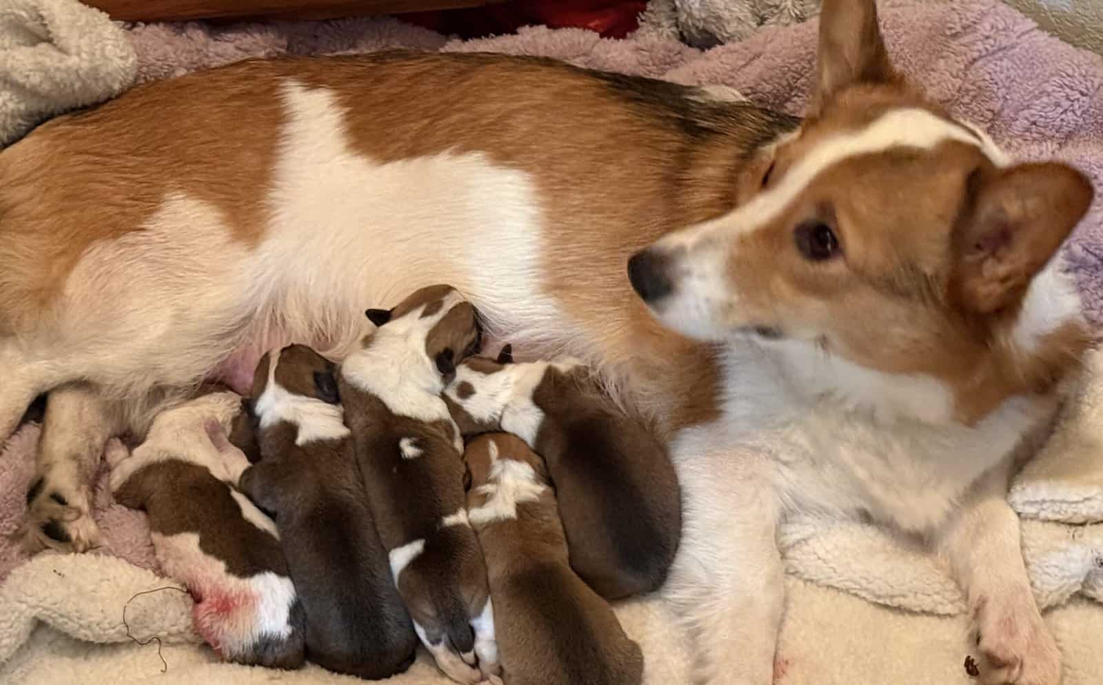 Pembroke corgis image 2
