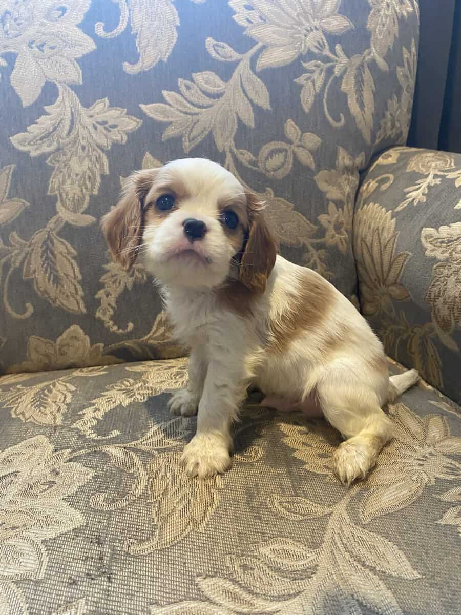 Caviler King Charles spaniel image 2
