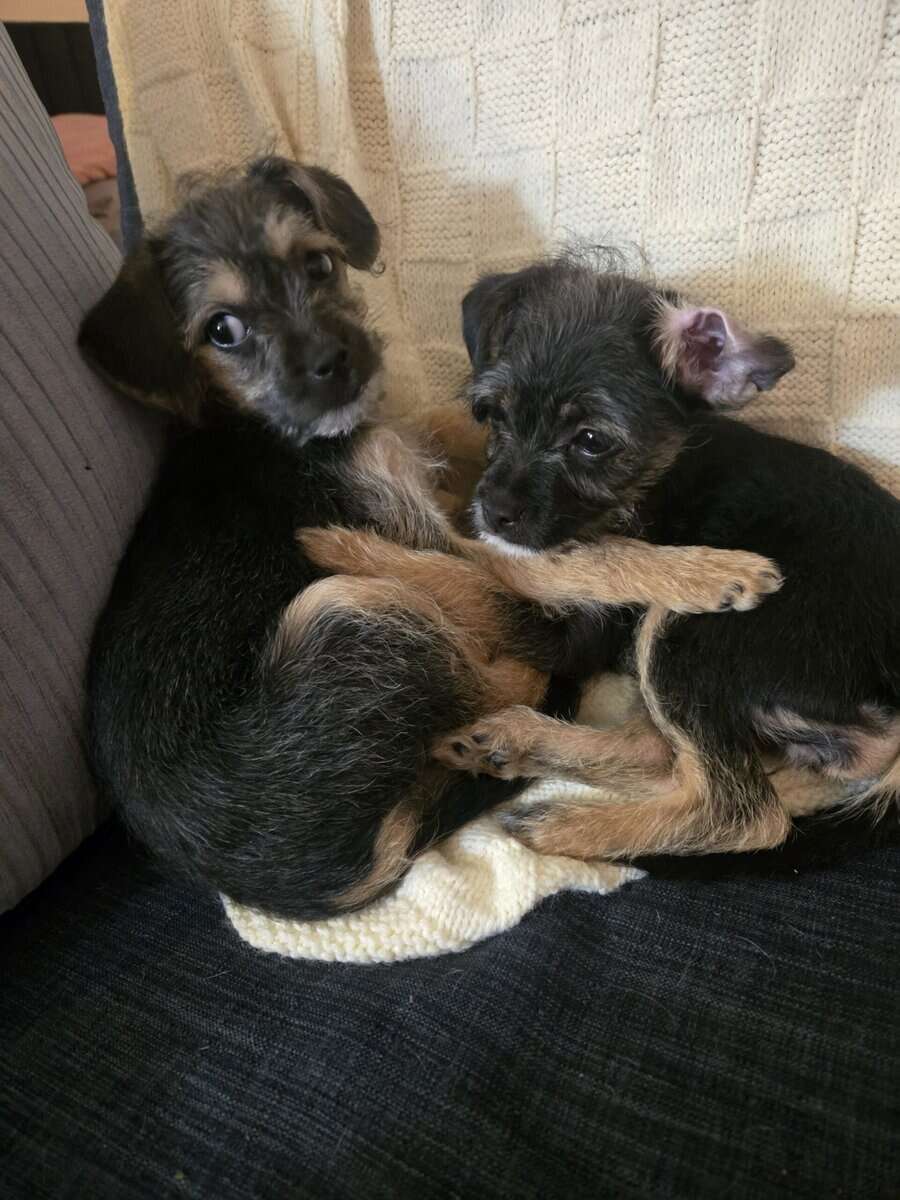 Chiweenie/Maltese Puppy image 1