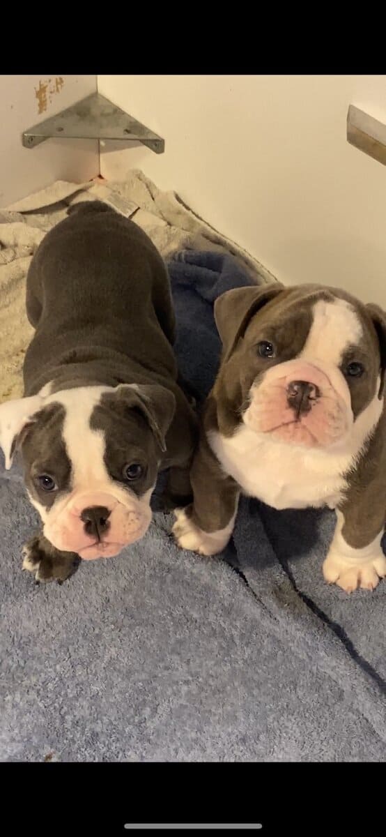 Old English Bulldog image 9