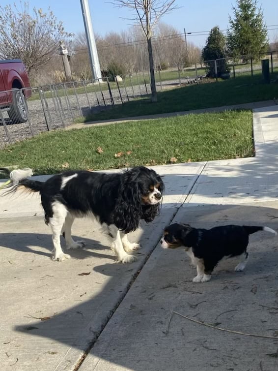 Cavalier puppies image 6
