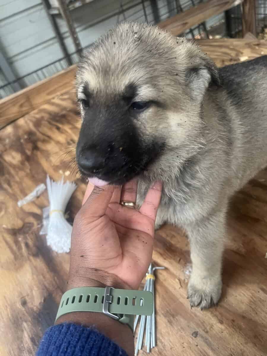 German Shepherd Puppies image 8