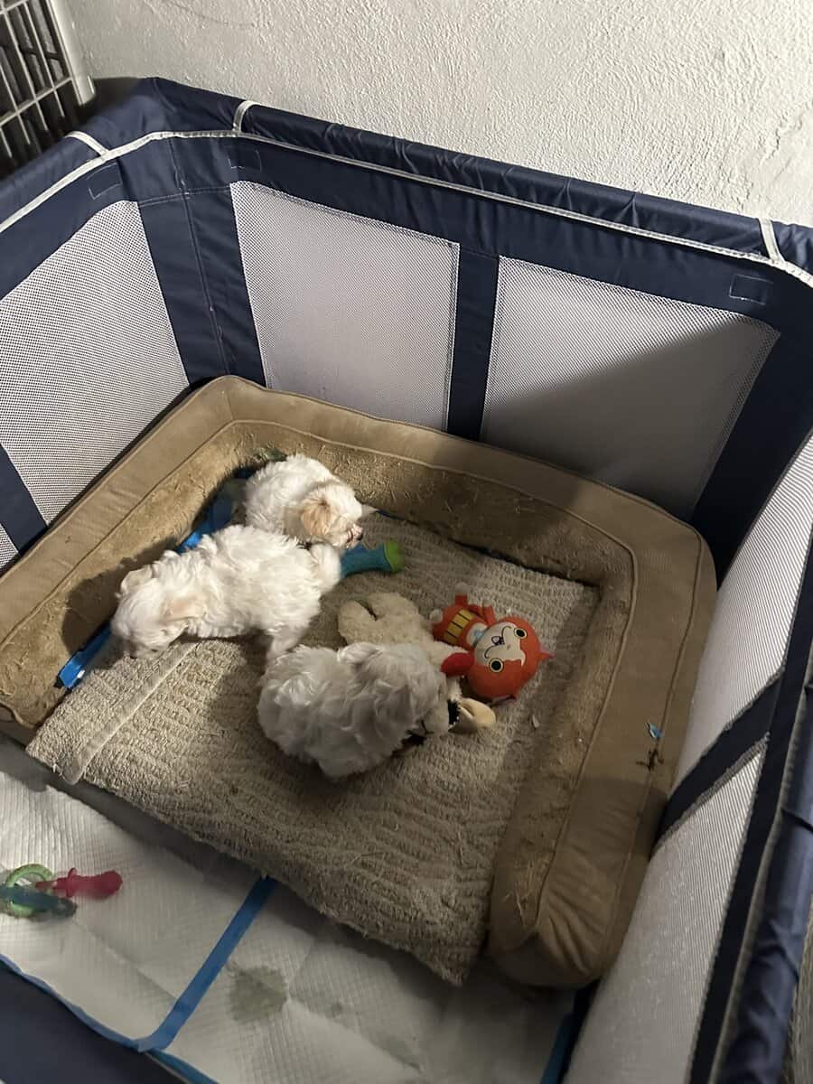 Beautiful New Havachon Puppies image 4