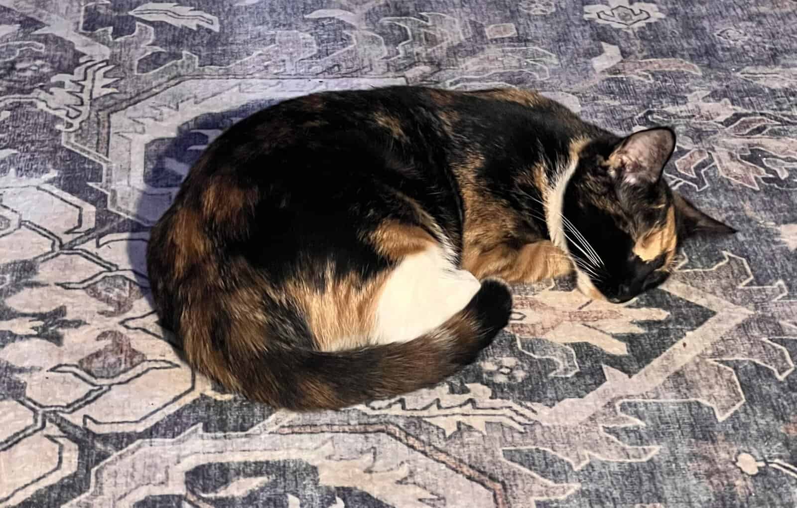 Tortoiseshell Cat image 2