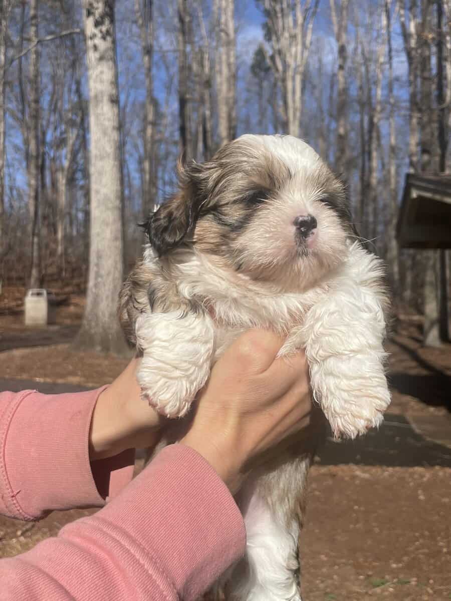 Shih Tzu Pups image 8