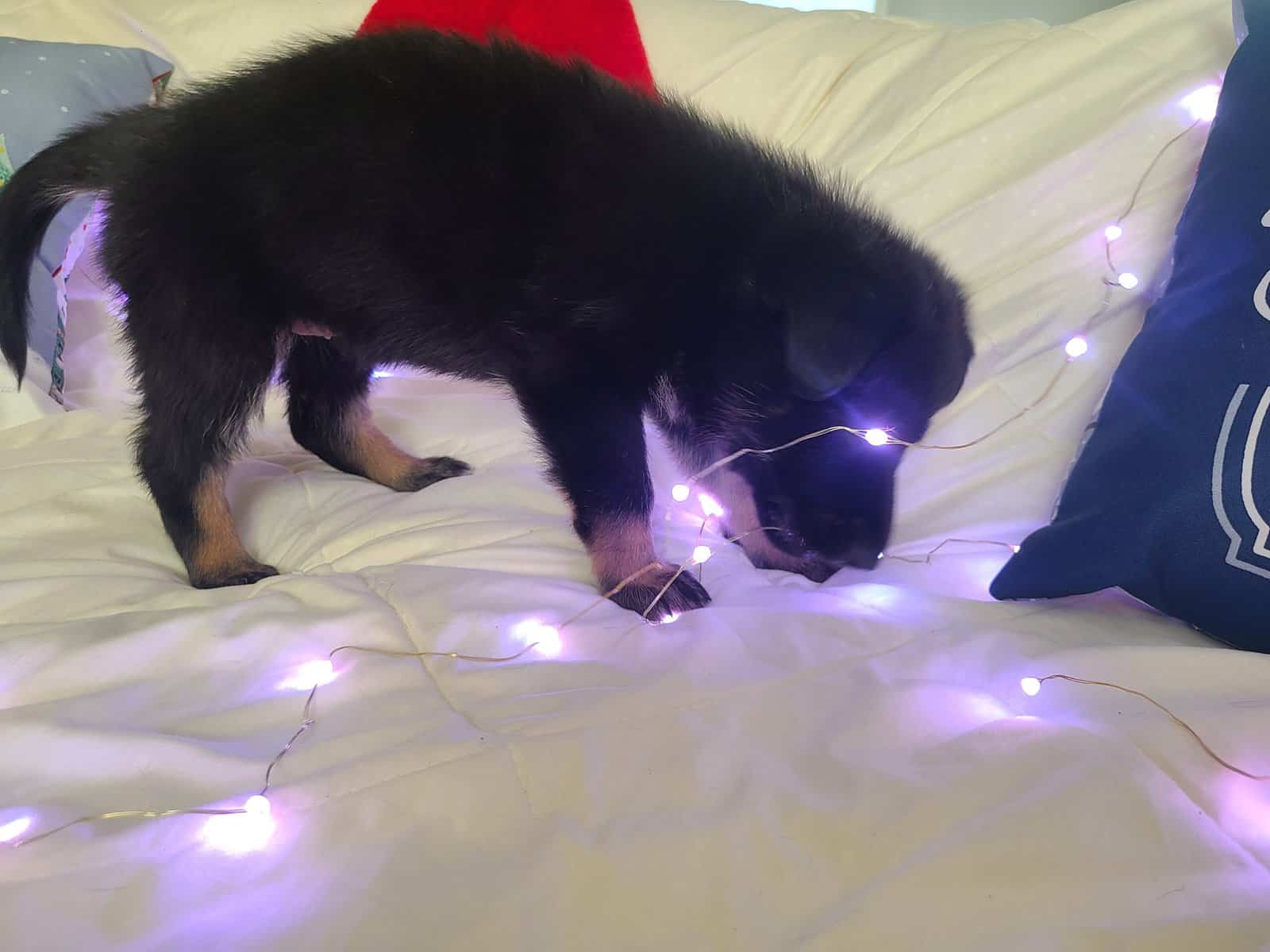 Wolf / German Shepherd Puppy - Midnight Storm image 7