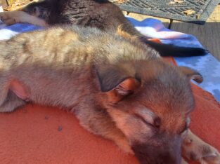 German shepherd puppies