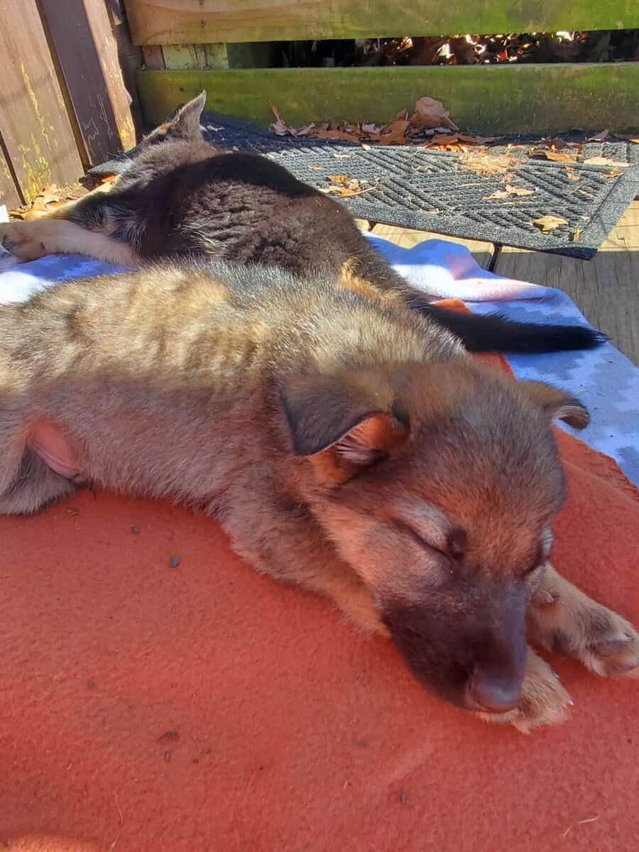 German shepherd puppies image 1