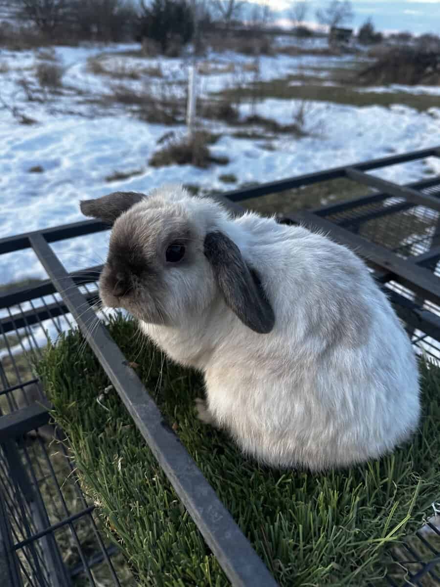 Holland lop does image 4