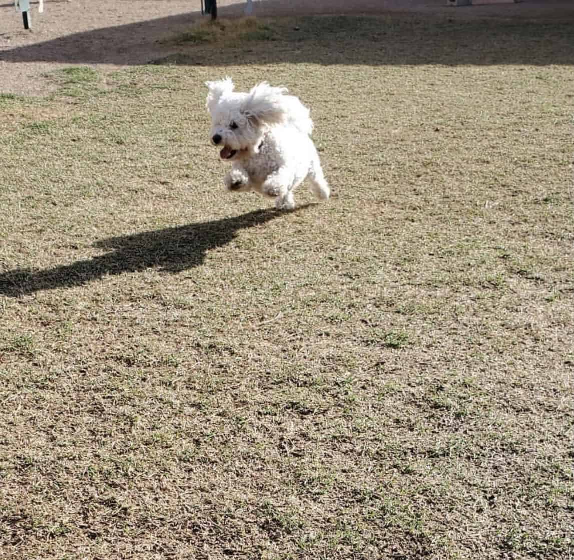 Aussiechon Pup image 2