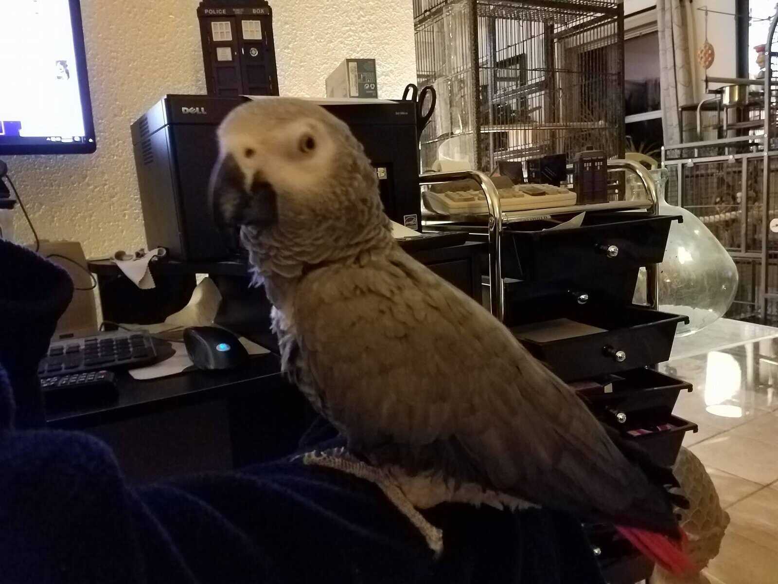 African Grey image 1
