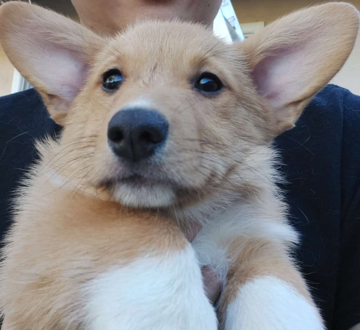 Corgi Puppies image 2