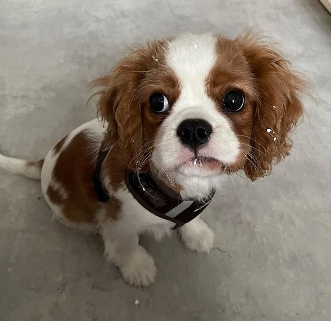AKC Cavalier King Charles Spaniel Puppies Availabl image 10