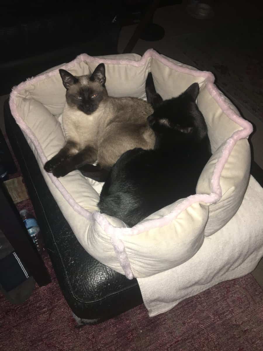 Siamese Cat and Offspring image 1