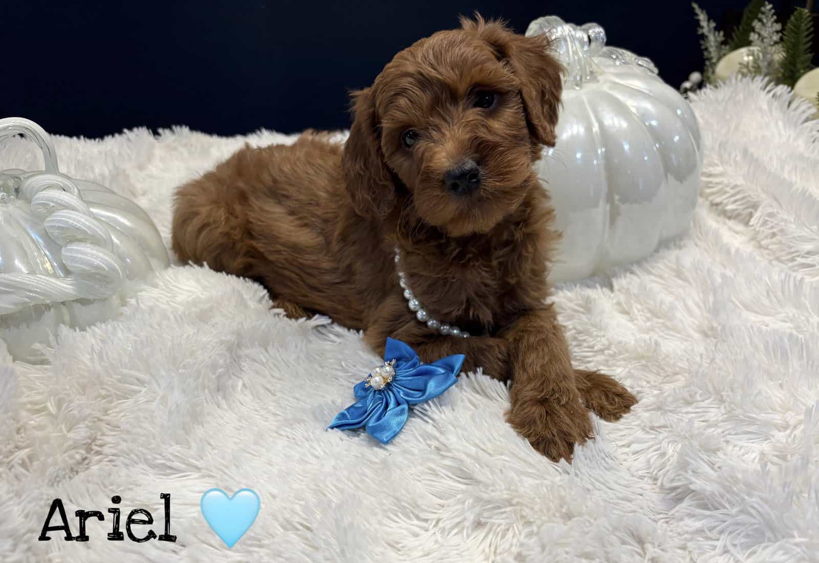 F1BB GoldenDoodle Girls image 5