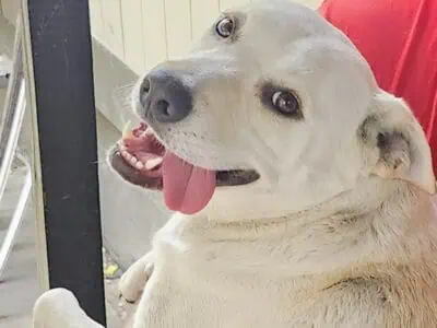 Australian Cattle Dog Mix