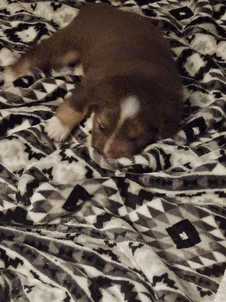2 Australian shepherd puppies image 1