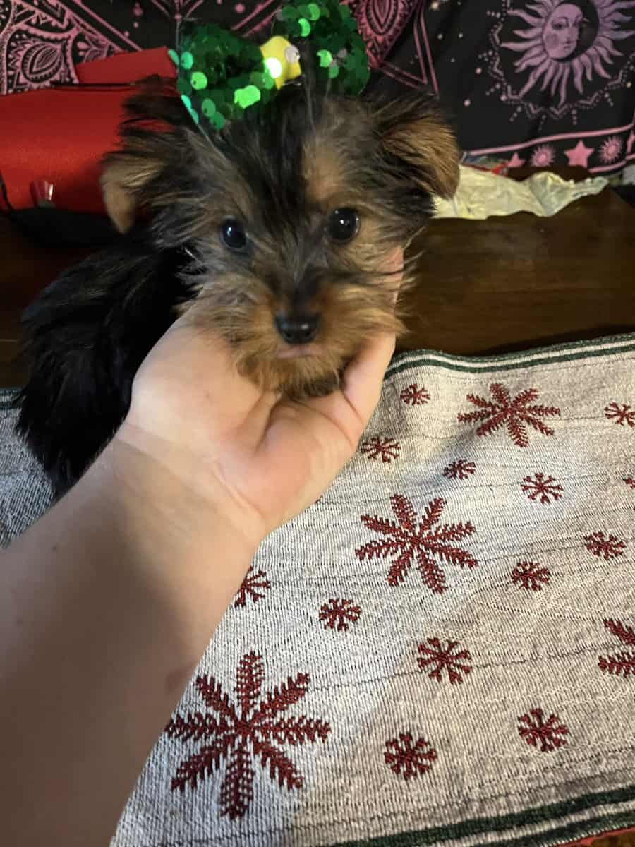 Purebred Yorkie puppies image 2