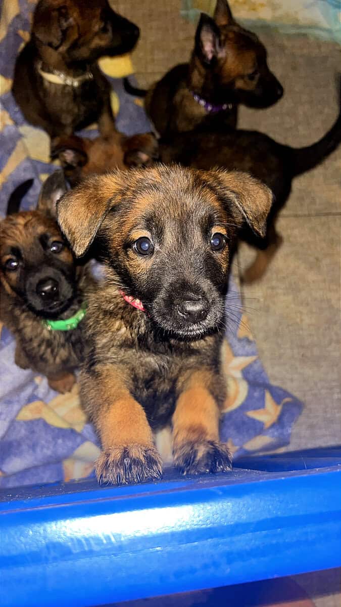 Malinois Pups ready for the holidays image 9