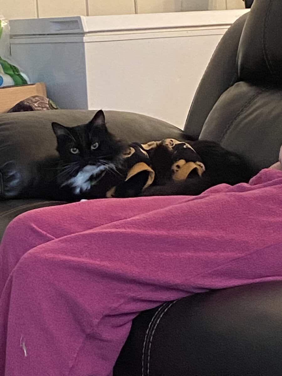 Sweet, Lazy Female Cat Needs a Home image 15
