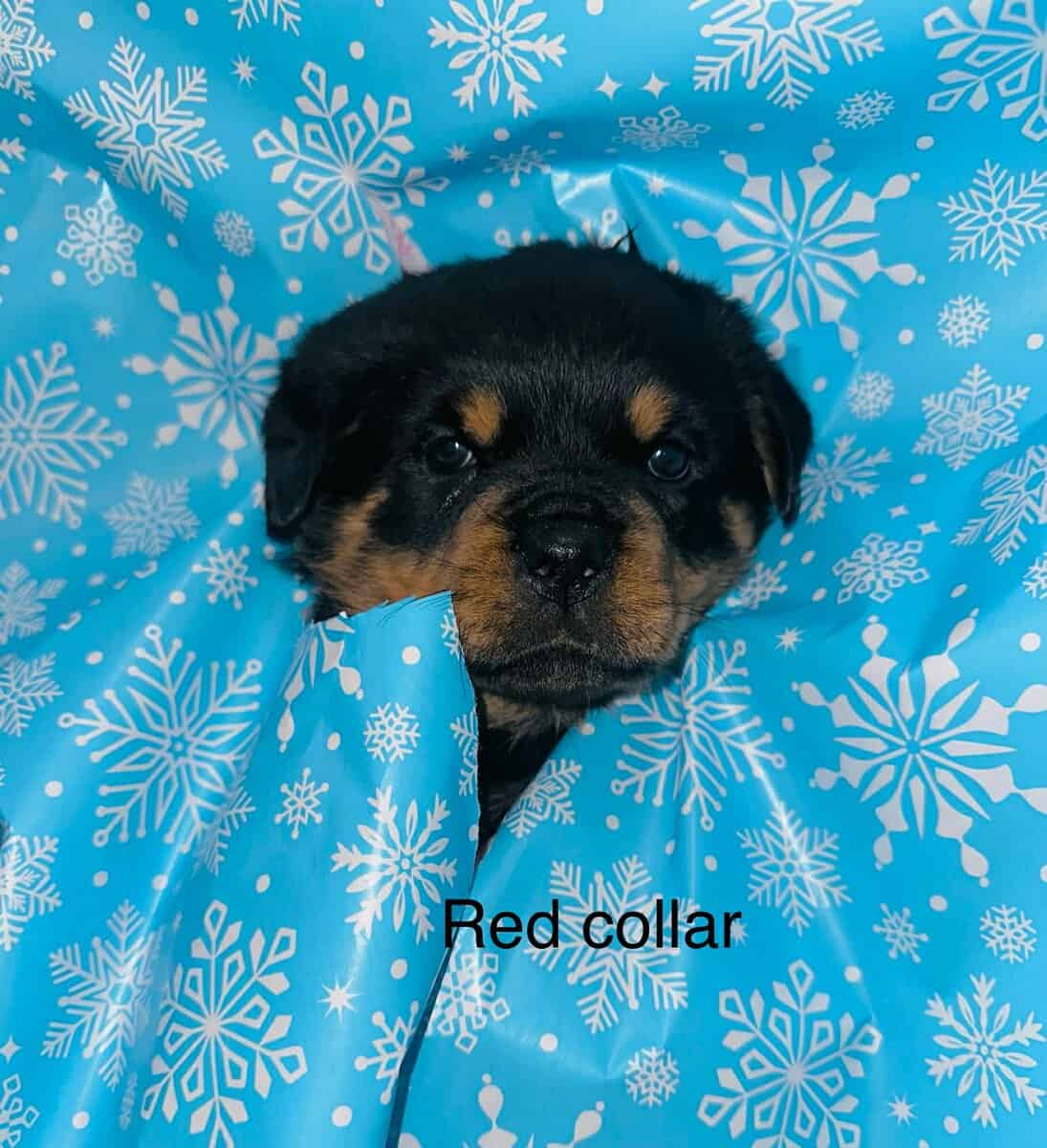AKC Rottweiler Puppies image 2