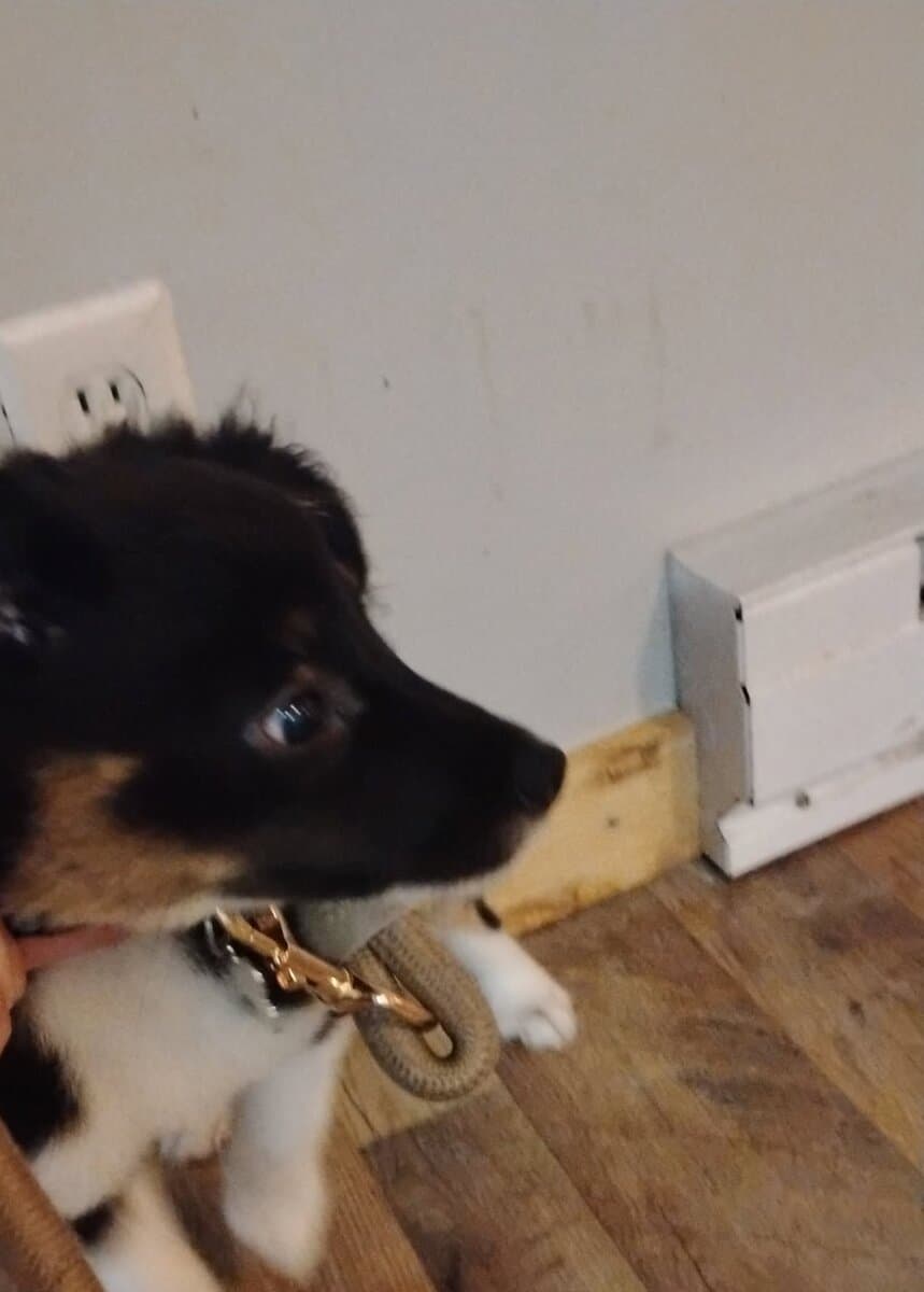 Mini Aussie image 1