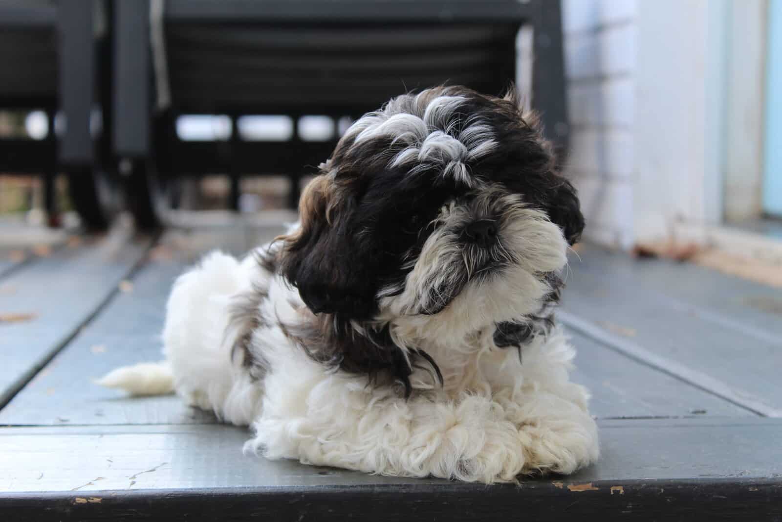 Shih Tzu puppy AKC image 2