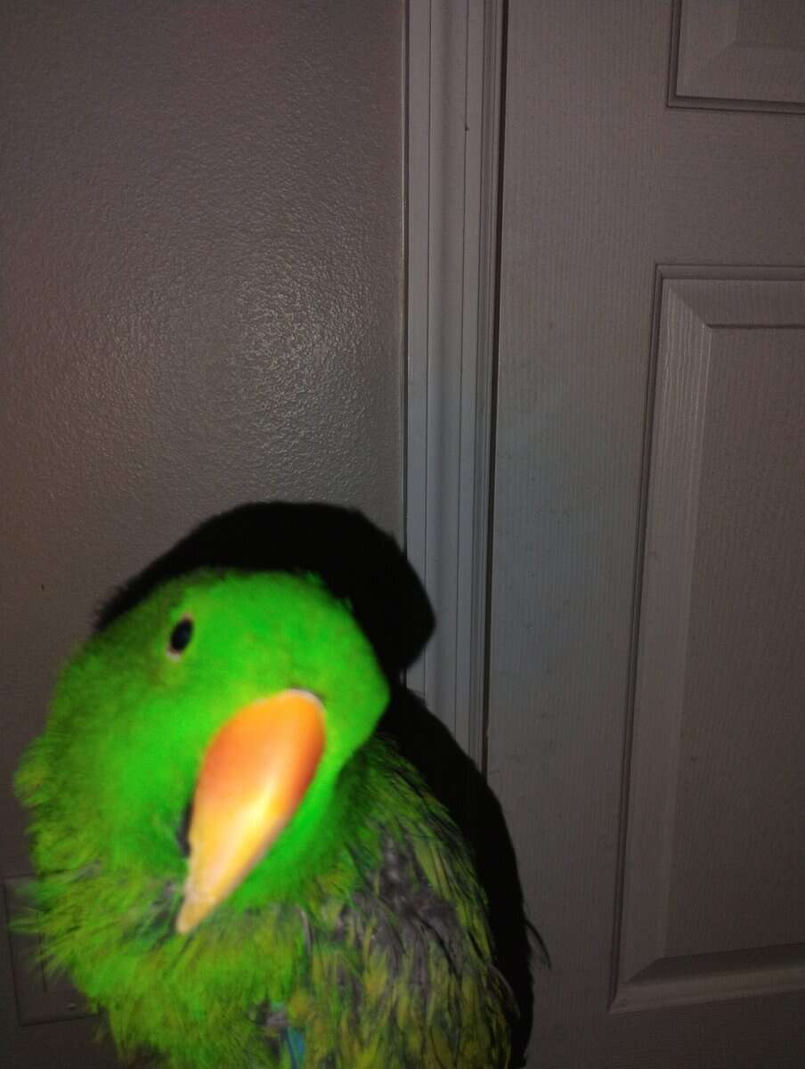 Eclectus Parrot for sale *cheap, free cage, food* image 3