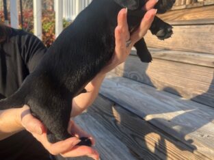 Miniature Dachshund mix