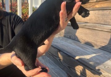 Miniature Dachshund mix