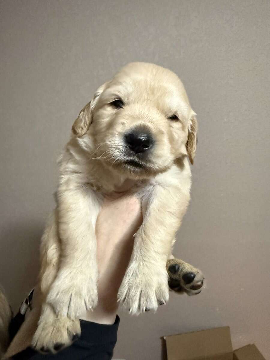 Pure breed Golden Retrievers image 8
