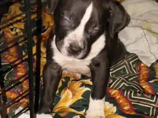 Amstaff/Nanny Pit bull puppies pitbull