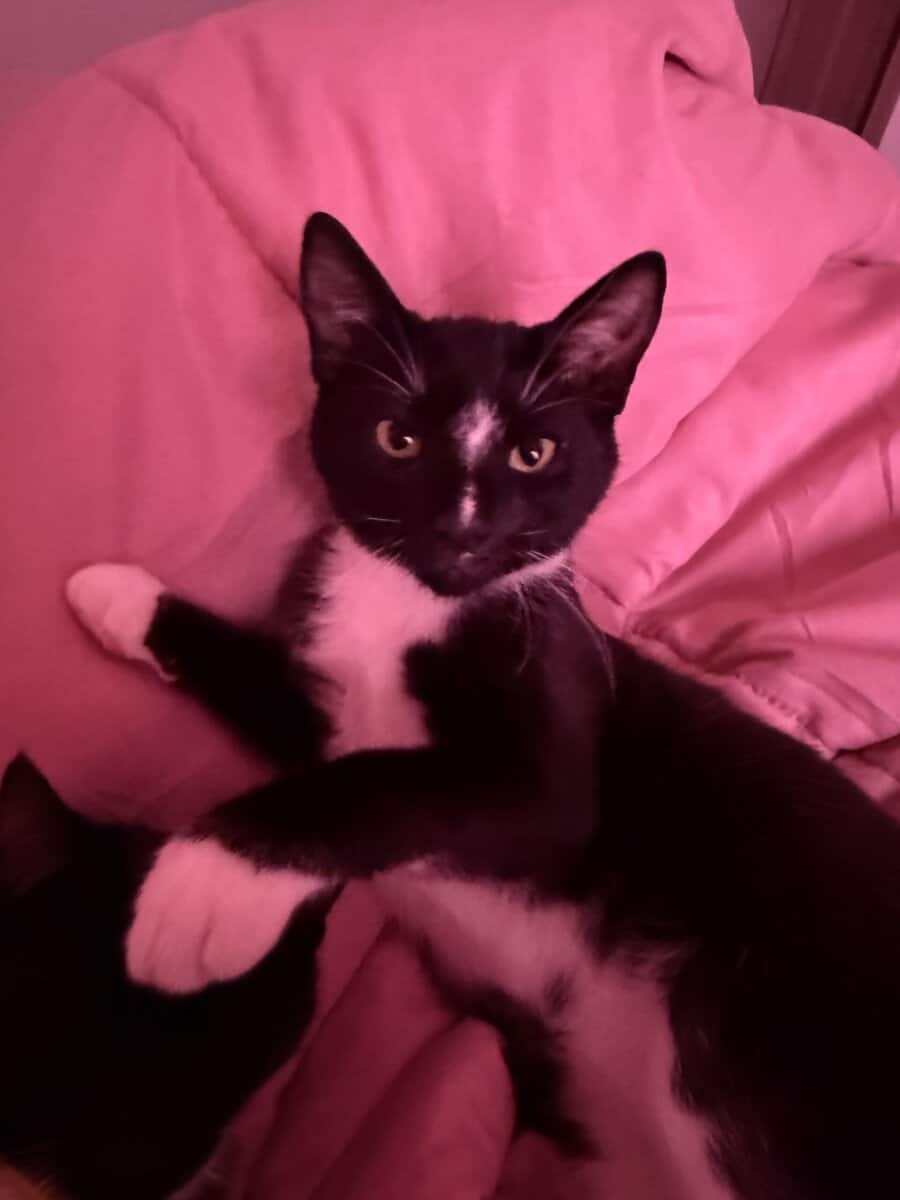 Giving away a 6 month old tuxedo cat image 3