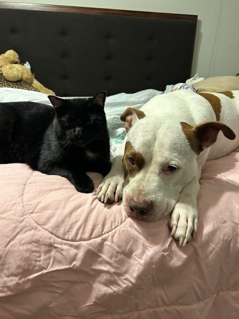 Gentle House Panther Needs His Forever Family image 10