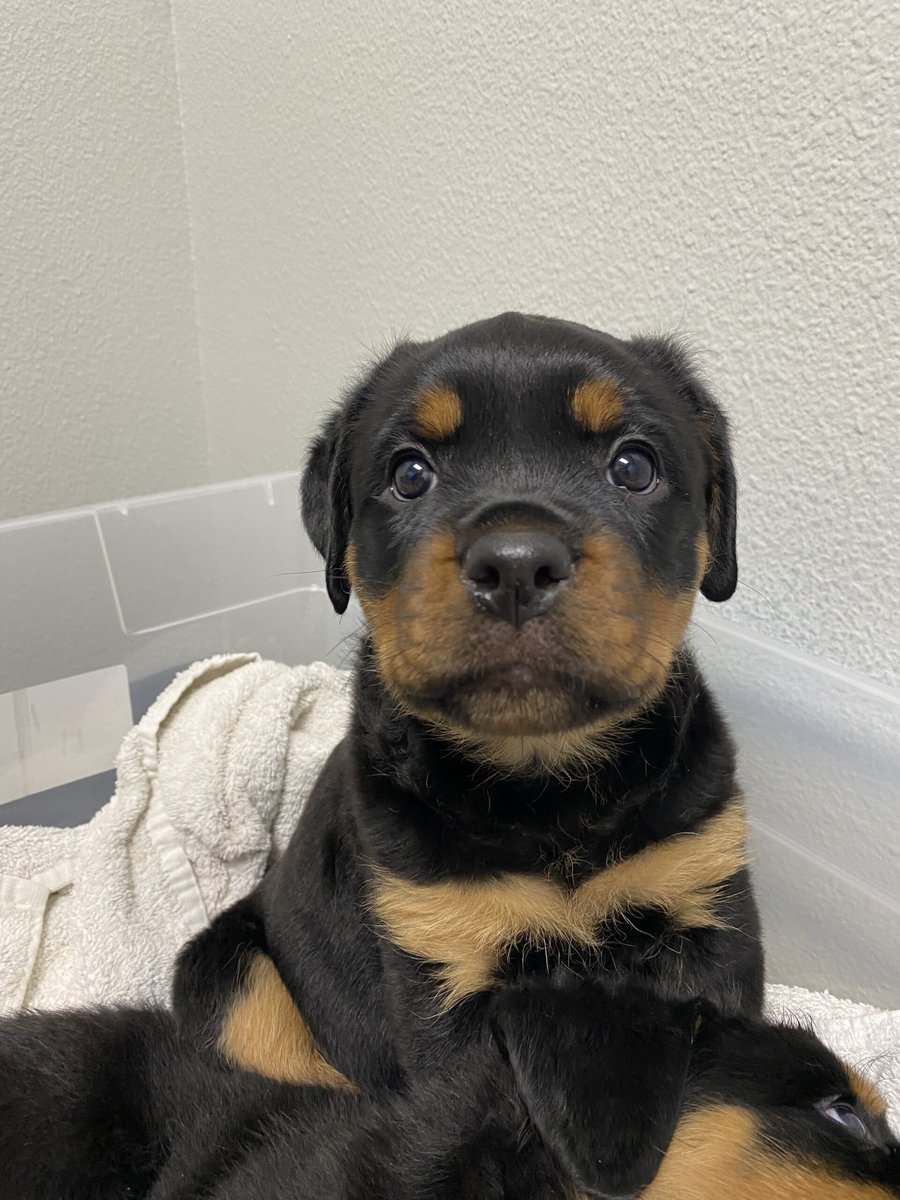 Rottweiler Puppies image 3