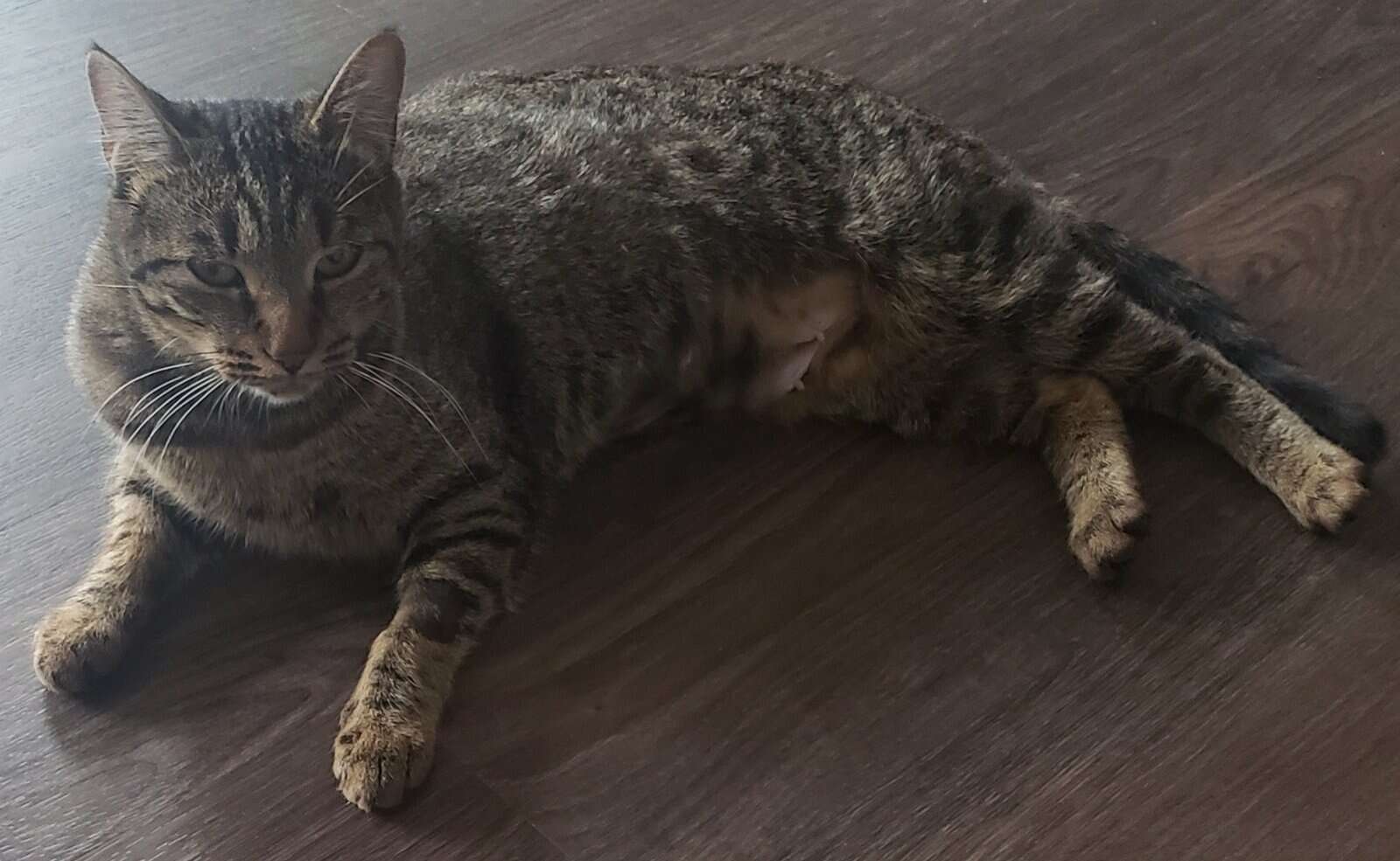 Cocoa, a Healthy and Fully Vaccinated Tabby image 14