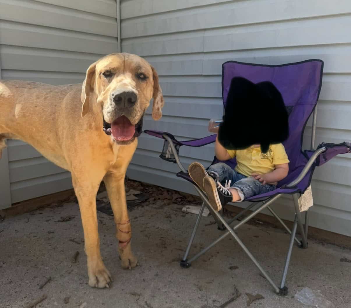 Male Great Dane image 1